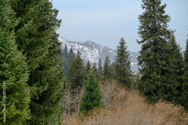 Obraz pine forest in the mountains
