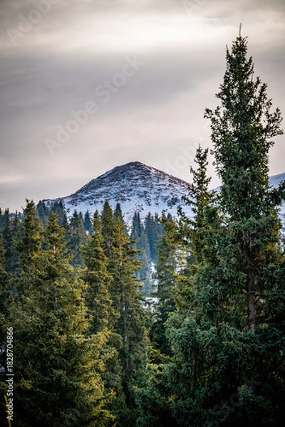 Obraz snow covered trees