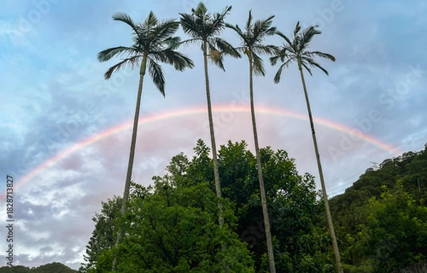Fototapeta Beautiful rainbow arching across dawn sky behind tall betel nut palm trees in Wulai, New Taipei City, Taiwan. Dramatic silhouette scene with tropical vegetation.
