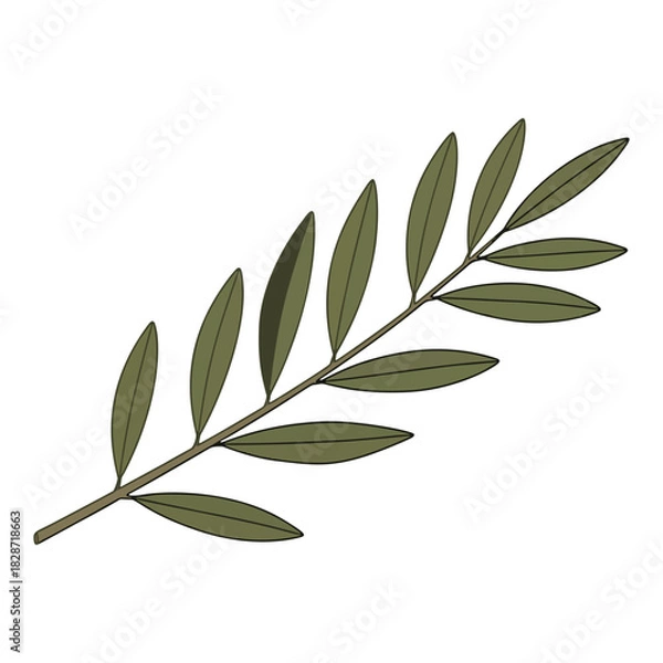 Obraz Simple green olive tree branch with leaves isolated on white background vector