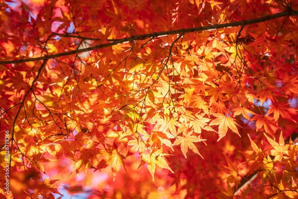 Fototapeta Japanese maple