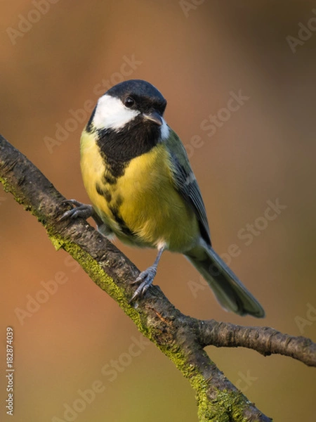 Obraz Sikora bogatka