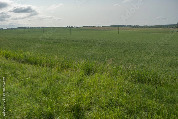 Obraz green grass field