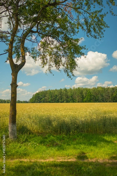 Obraz tree in the field