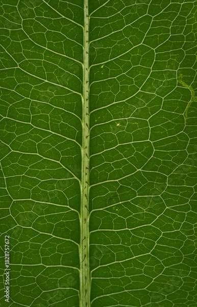 Obraz green leaf texture