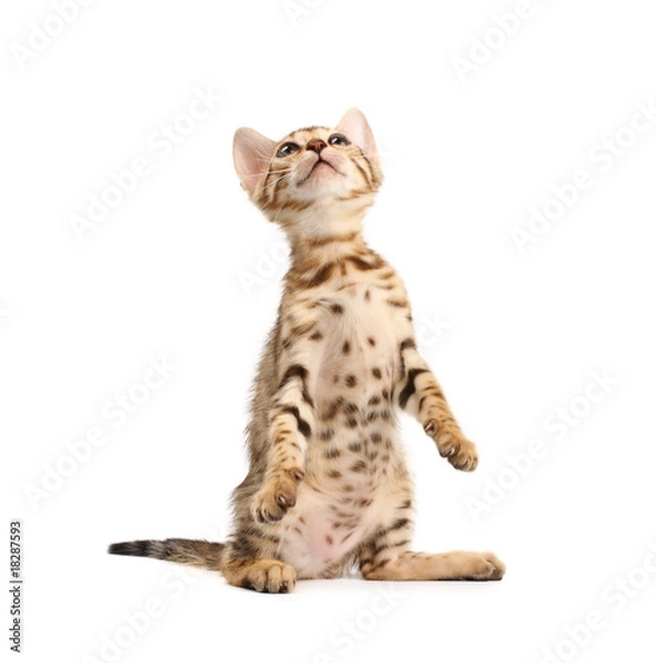 Fototapeta Bengal kitten playing