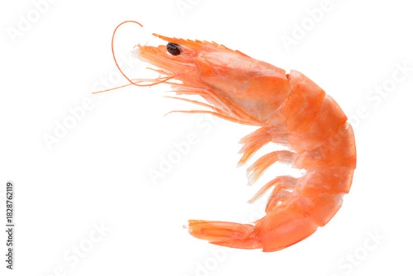 Obraz Shrimp isolated on white