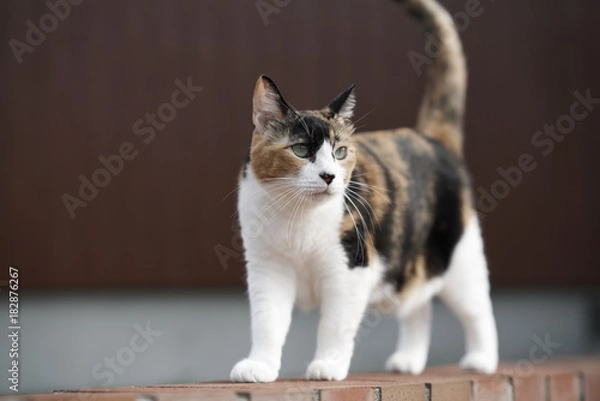 Fototapeta 三毛猫