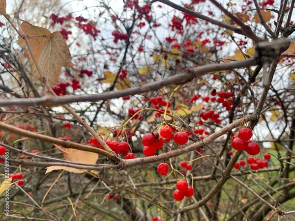 Obraz red berries of a tree in the garden