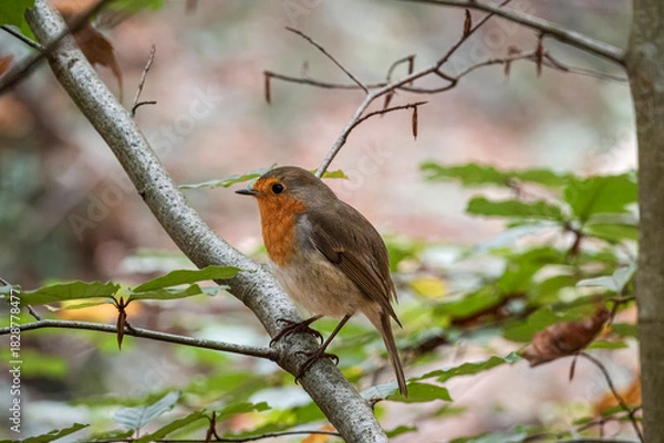 Fototapeta European Red Robin perched gracefully on a tree branch, its vibrant plumage contrasting with the verdant leaves.