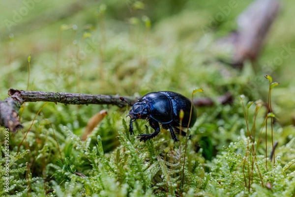 Obraz Macro Mistkäfer im Moos 