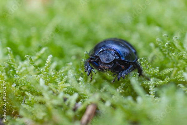 Obraz Macro Mistkäfer im Moos 