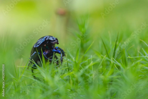 Obraz Macro Mistkäfer im Moos 