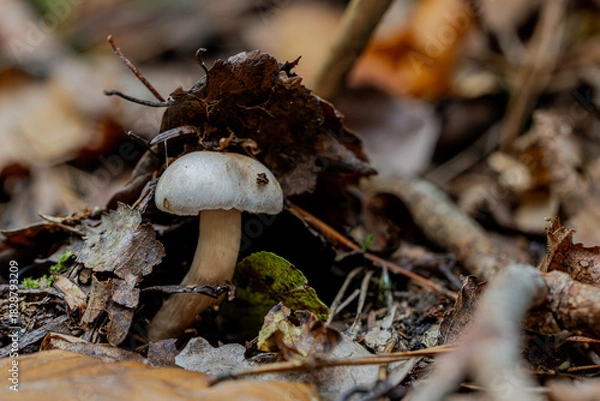 Obraz Pilz Macro im Wald