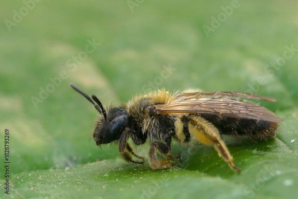 Fototapeta Closeup on a female groove faced, mining bee Andrena angustior on a green leaf