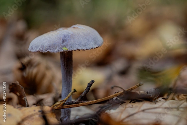 Obraz Pilz Macro im Wald