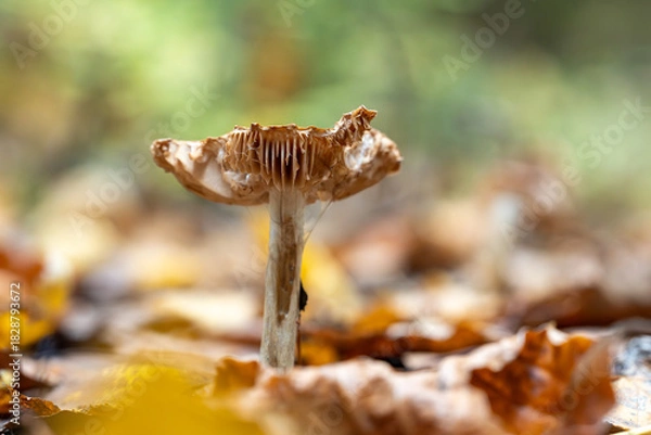 Obraz Pilz Macro im Wald