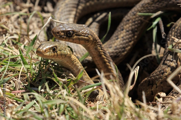 Obraz Spring Snakes in Colorado