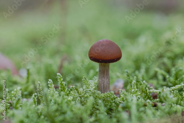 Obraz Pilz Macro im Wald
