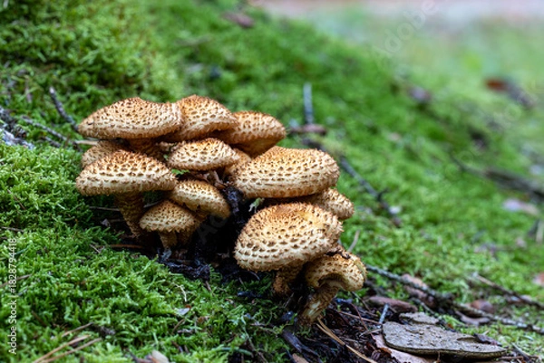 Obraz Pilz Macro im Wald