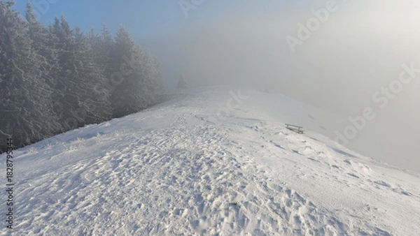 Obraz snow covered trees