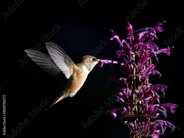 Obraz hummingbird in flight