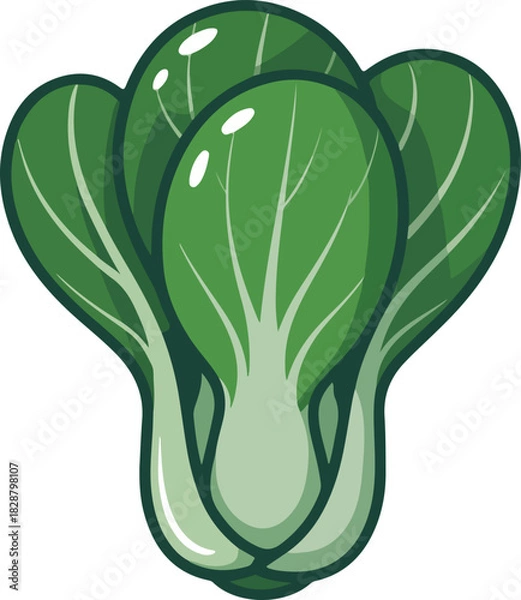 Obraz Bok choy vector illustration of a fresh Asian green vegetable with healthy leaves ready for cooking
