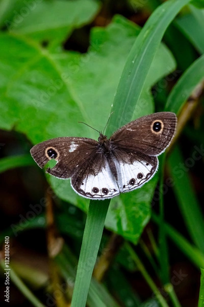 Fototapeta Butterfly 