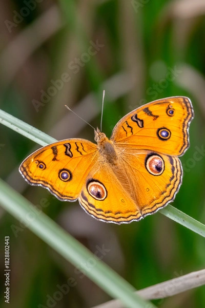 Fototapeta Butterfly 