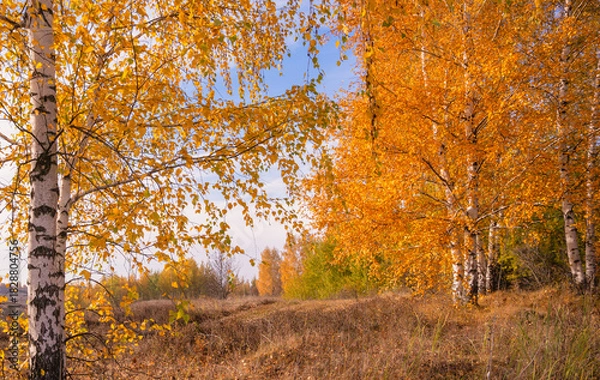 Fototapeta Autumn birch trees with golden crowns against a soft pastel sky