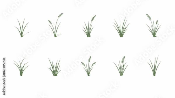 Fototapeta Collection of stylized blades of grass with some seed heads isolated