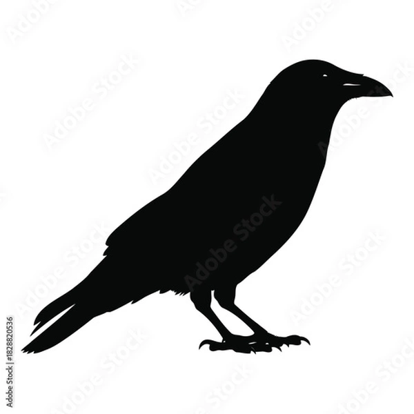 Fototapeta A black crow with dark plumage and intelligent gaze, standing in profile, isolated on