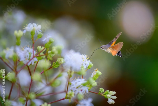 Fototapeta Macro of a flying hummingbird hawkmoth