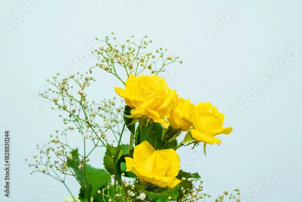 Obraz 黄色のバラ