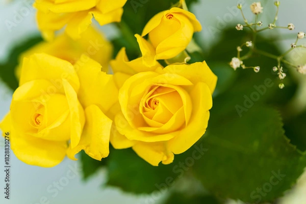 Obraz 黄色のバラ