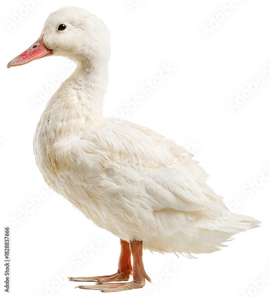 Obraz white duck on isolated background