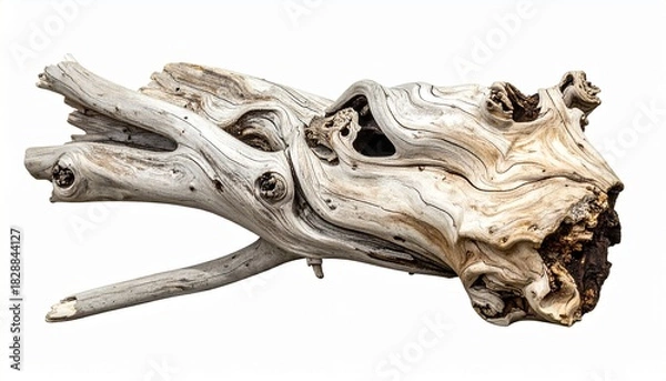Obraz Textured Driftwood with Twisted Form and Natural Color Variations on Neutral Background