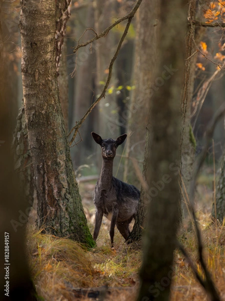 Fototapeta daniele w lesie czarny czarna dama byk