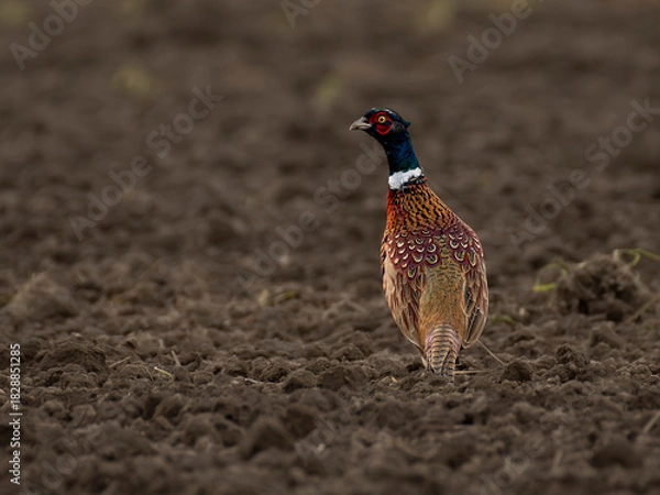 Fototapeta bażanty na polu