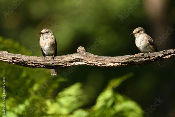 Obraz Grauschnäpper