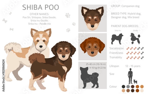 Fototapeta Shiba Poo (Poo Shi) clipart. Shiba Inu Poodle mix. Different coat colors set.  Vector illustration