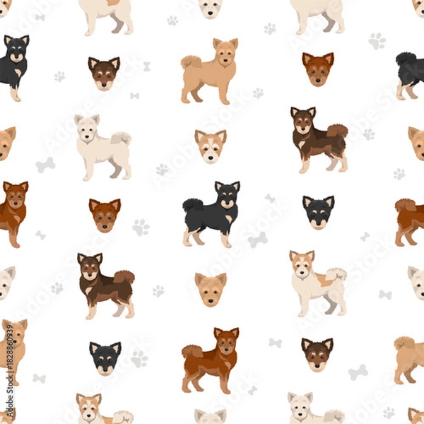 Fototapeta Shiba Poo (Poo Shi) clipart. Shiba Inu Poodle mix. Different coat colors set.  Vector illustration