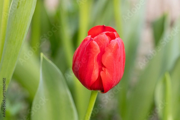 Fototapeta Macro of bright red tulip