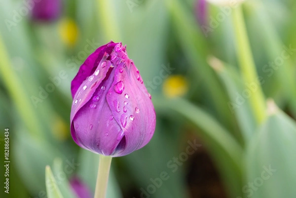 Fototapeta Deep purple tulip with raindrops