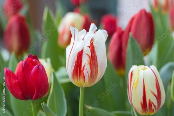 Fototapeta White and red variegated tulip