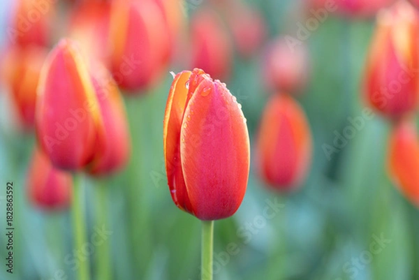 Fototapeta Red tulip bud with yellow edges