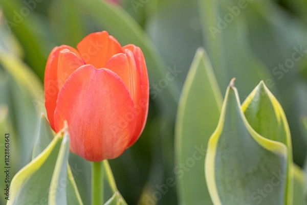 Fototapeta Soft orange tulip with copy space