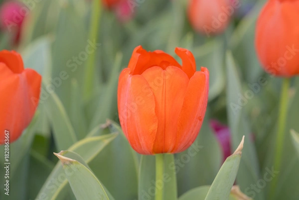 Fototapeta Bright orange tulip captured in soft natural light with rich color saturation and delicate petal texture.