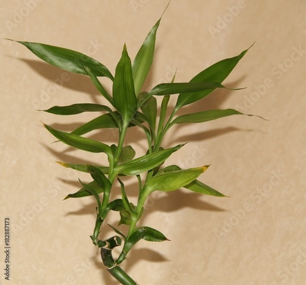 Obraz Комнатные цветы, бамбук