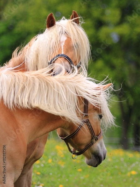 Obraz haflinger